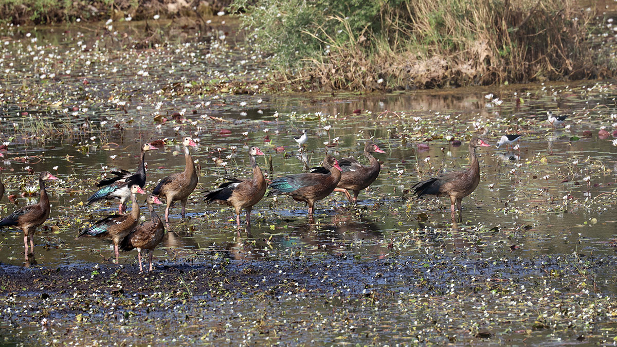 Spur-winged Goose